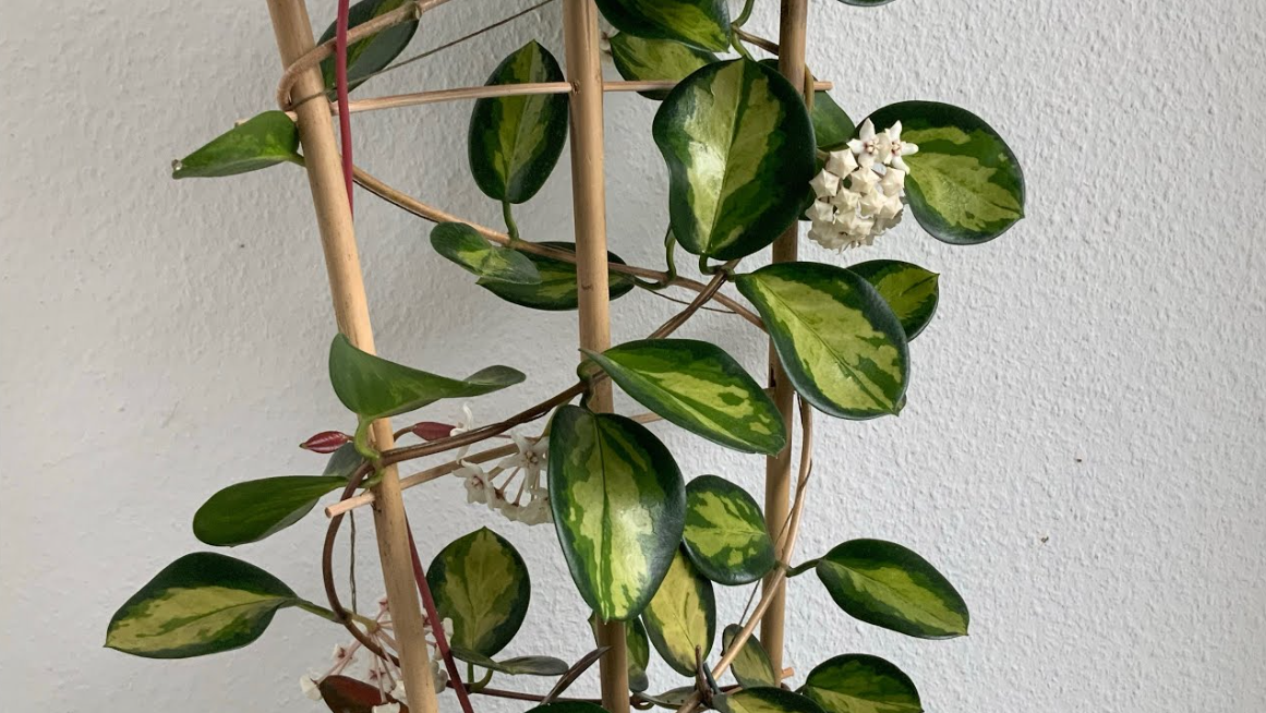 Hoya australis Lisa