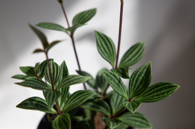 Peperomia angulata