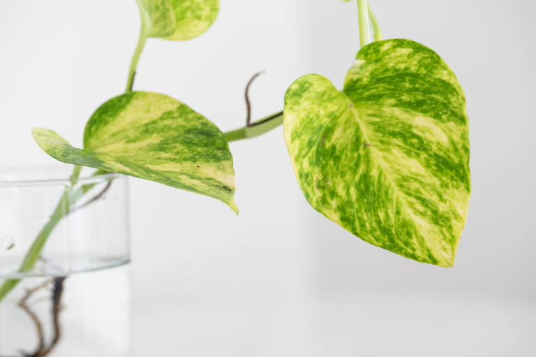 Hawaiian pothos