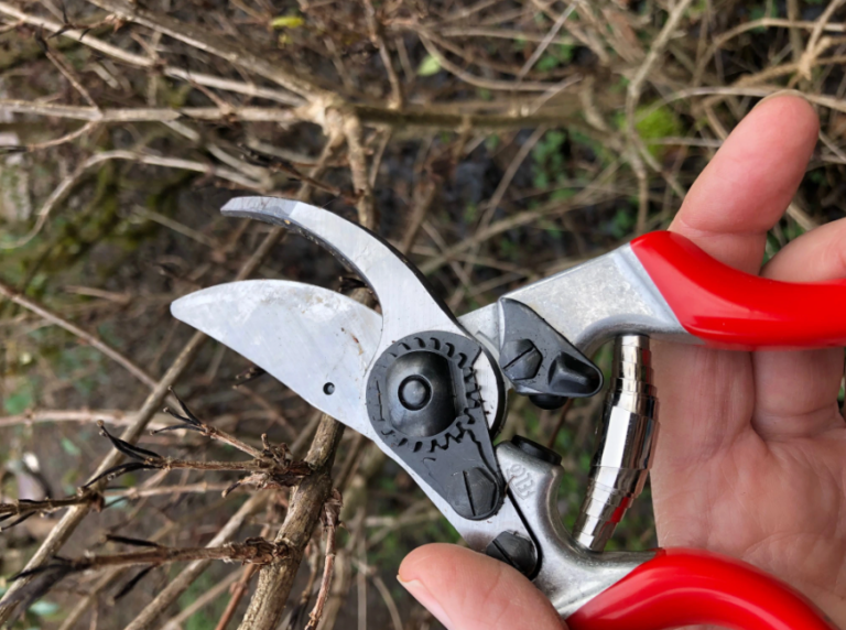 Best pruners for arthritic hands