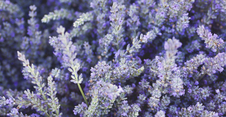 Purple flower herb