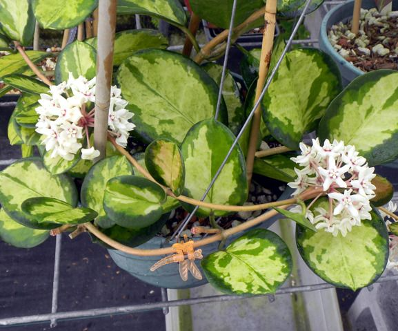 Hoya australis Lisa