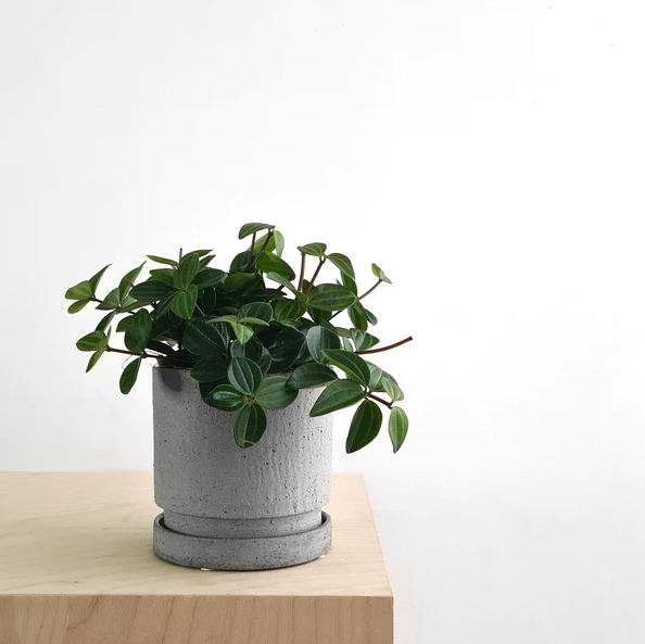 Peperomia angulata