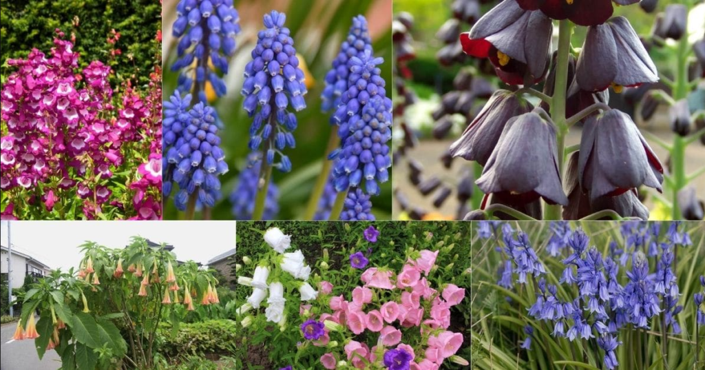 Bell-shaped flowers