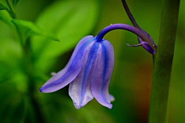 Bell-shaped flowers