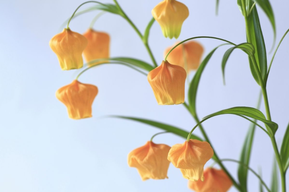Bell-shaped flowers