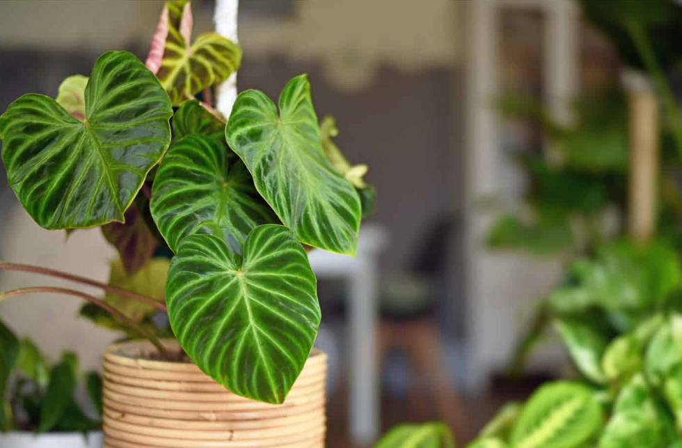 Philodendron splendid