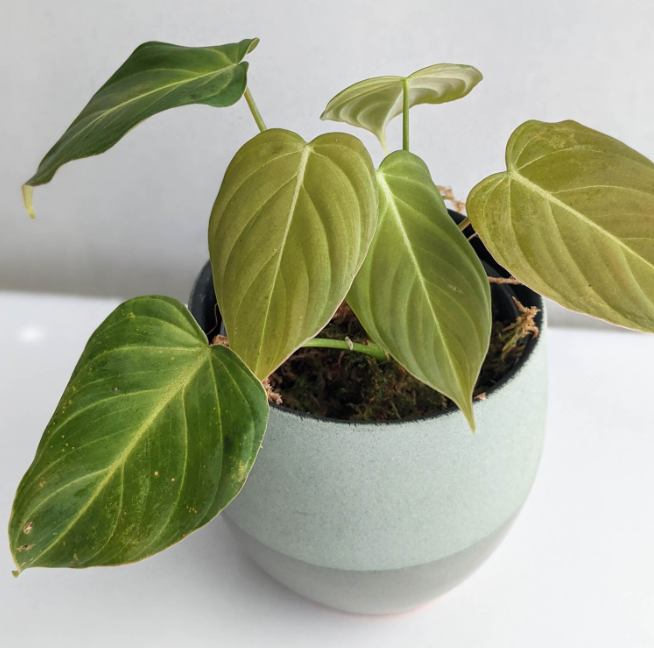 Philodendron splendid
