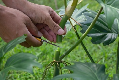 Philodendron splendid
