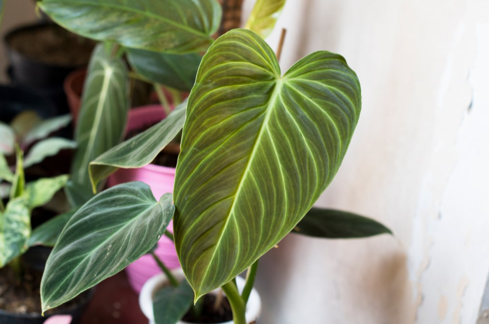 Philodendron splendid