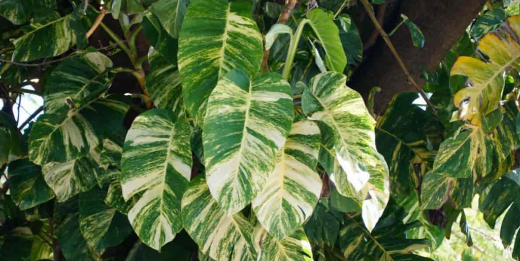 Hawaiian pothos