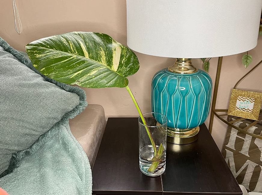 Hawaiian pothos