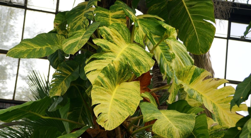Hawaiian pothos