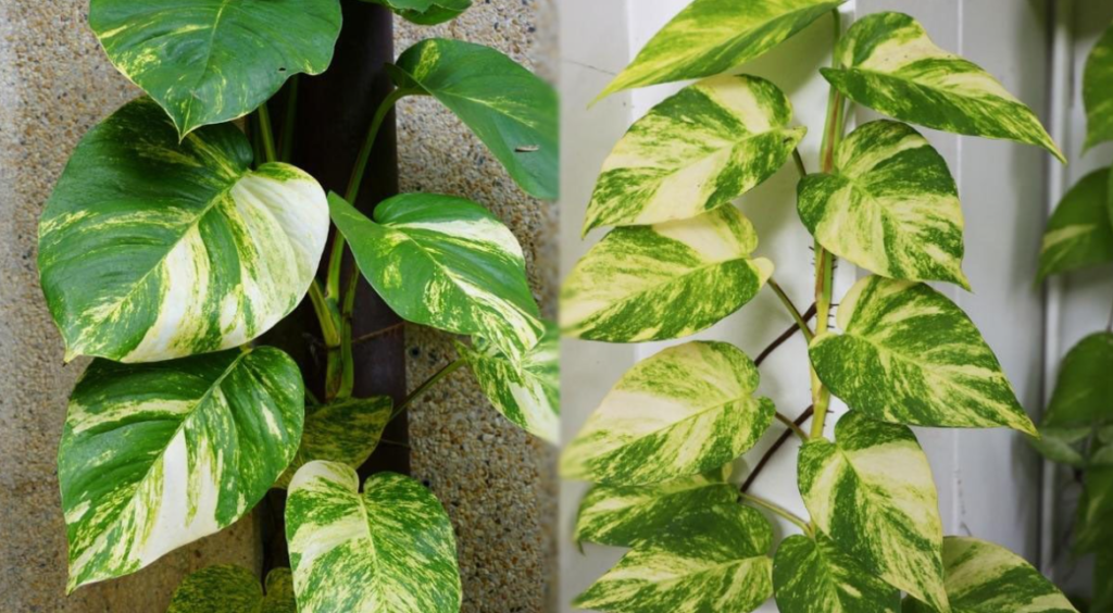 Hawaiian pothos