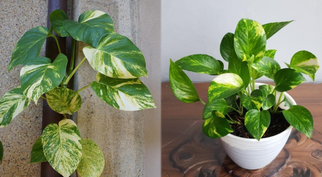 Hawaiian pothos