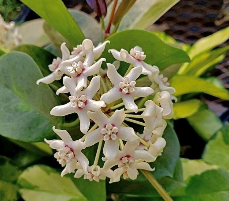 Hoya australis Lisa