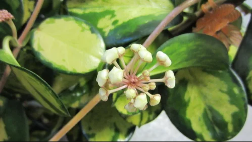 Hoya australis Lisa