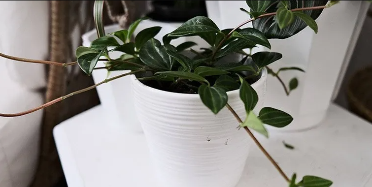 Peperomia angulata