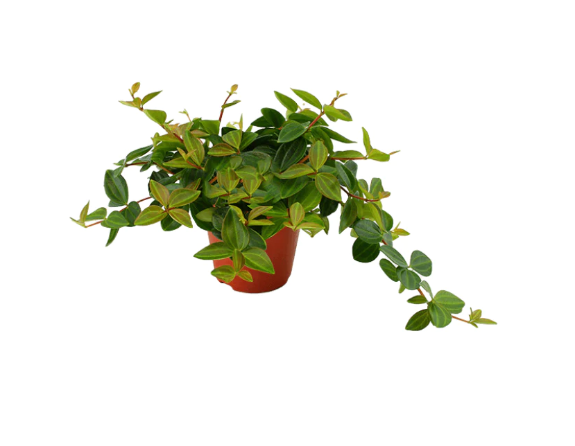 Peperomia angulata