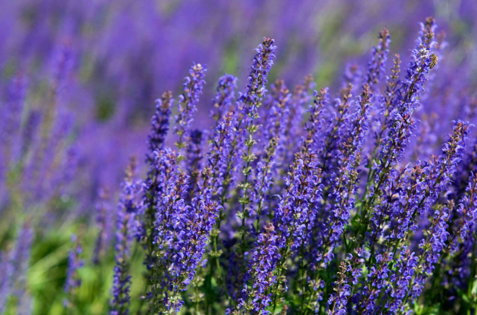 Purple flower herb