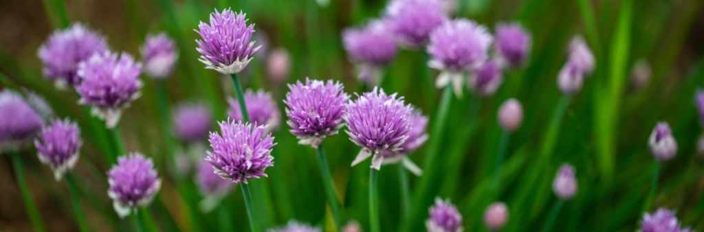 Purple flower herb