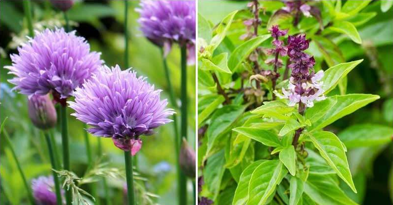 Purple flower herb
