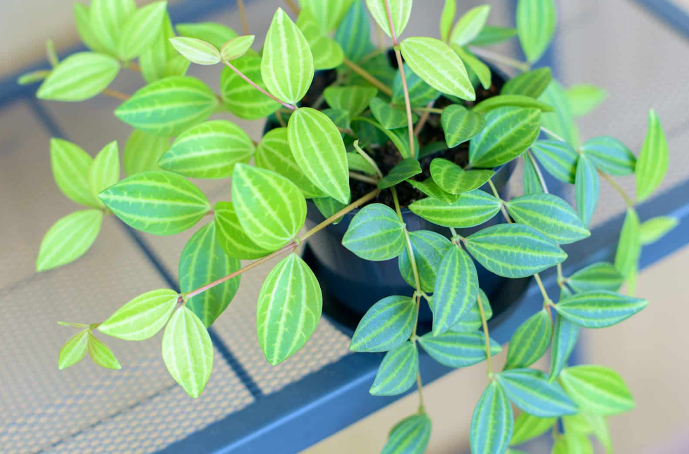 Peperomia angulata